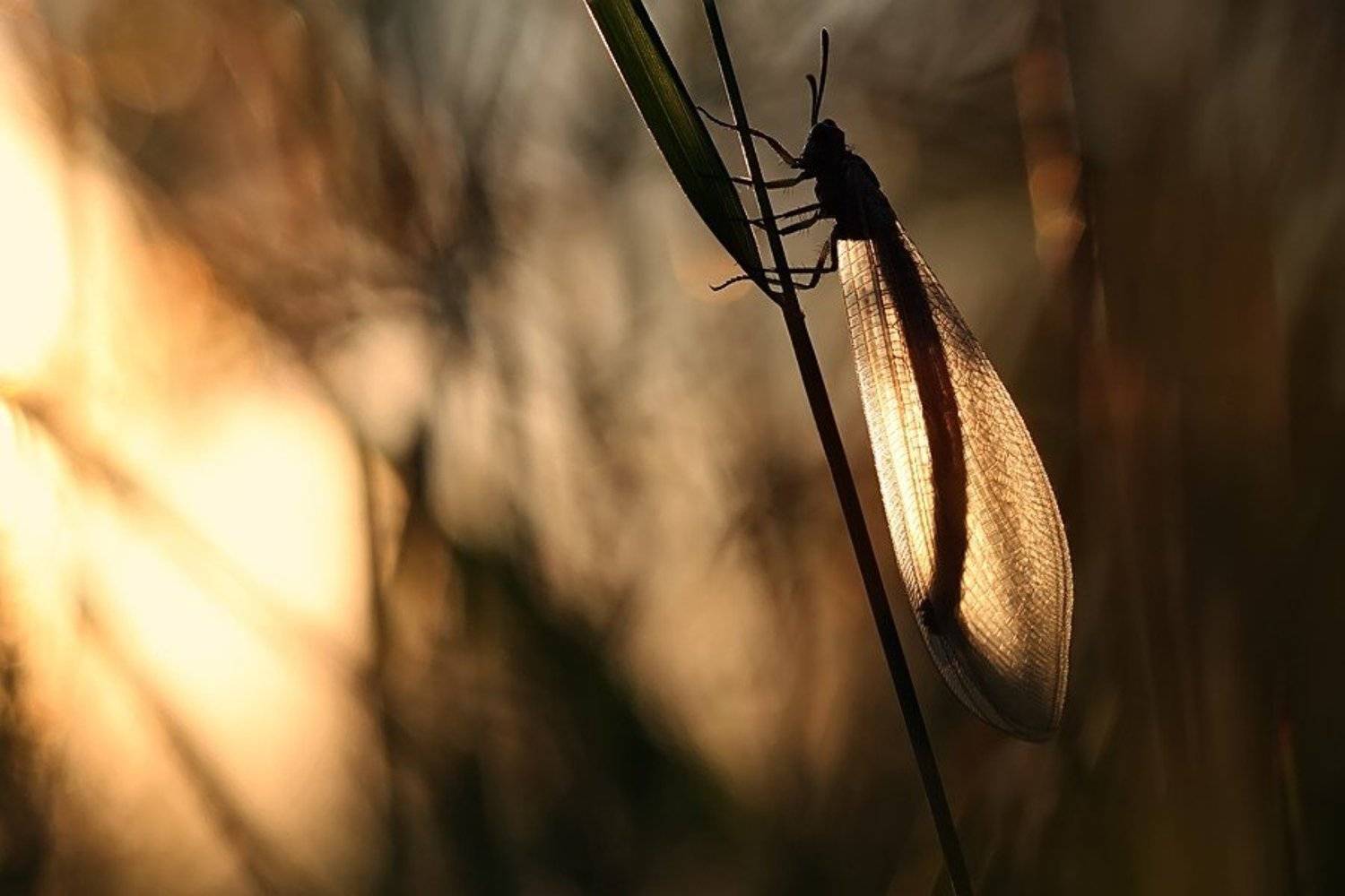 Автор: Елена Ворона муравьиный лев, закат, Елена Ворона