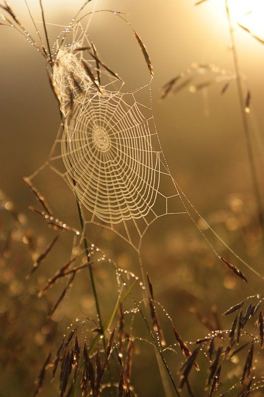 рассвет, лето, паутина Рассветphoto preview