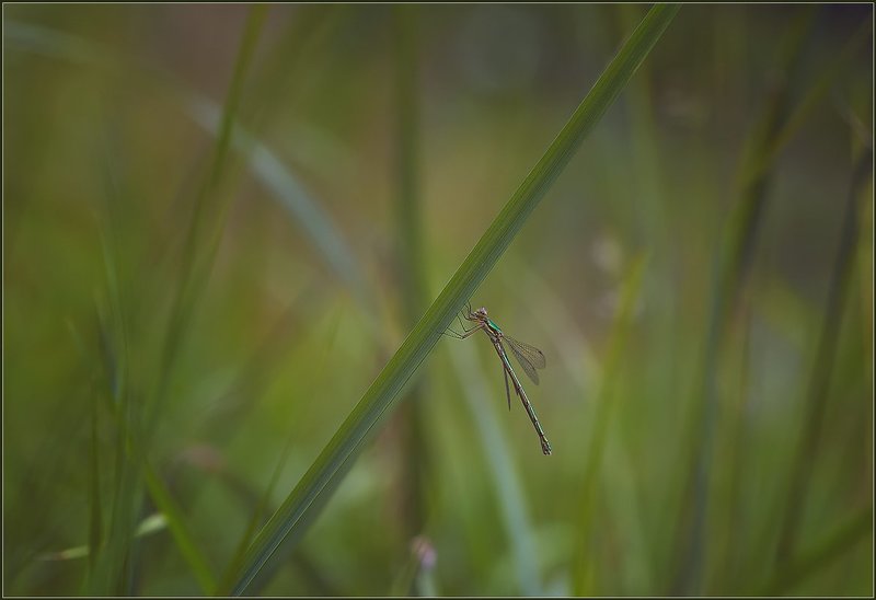 стрекоза, насекомые, макро,  photo preview