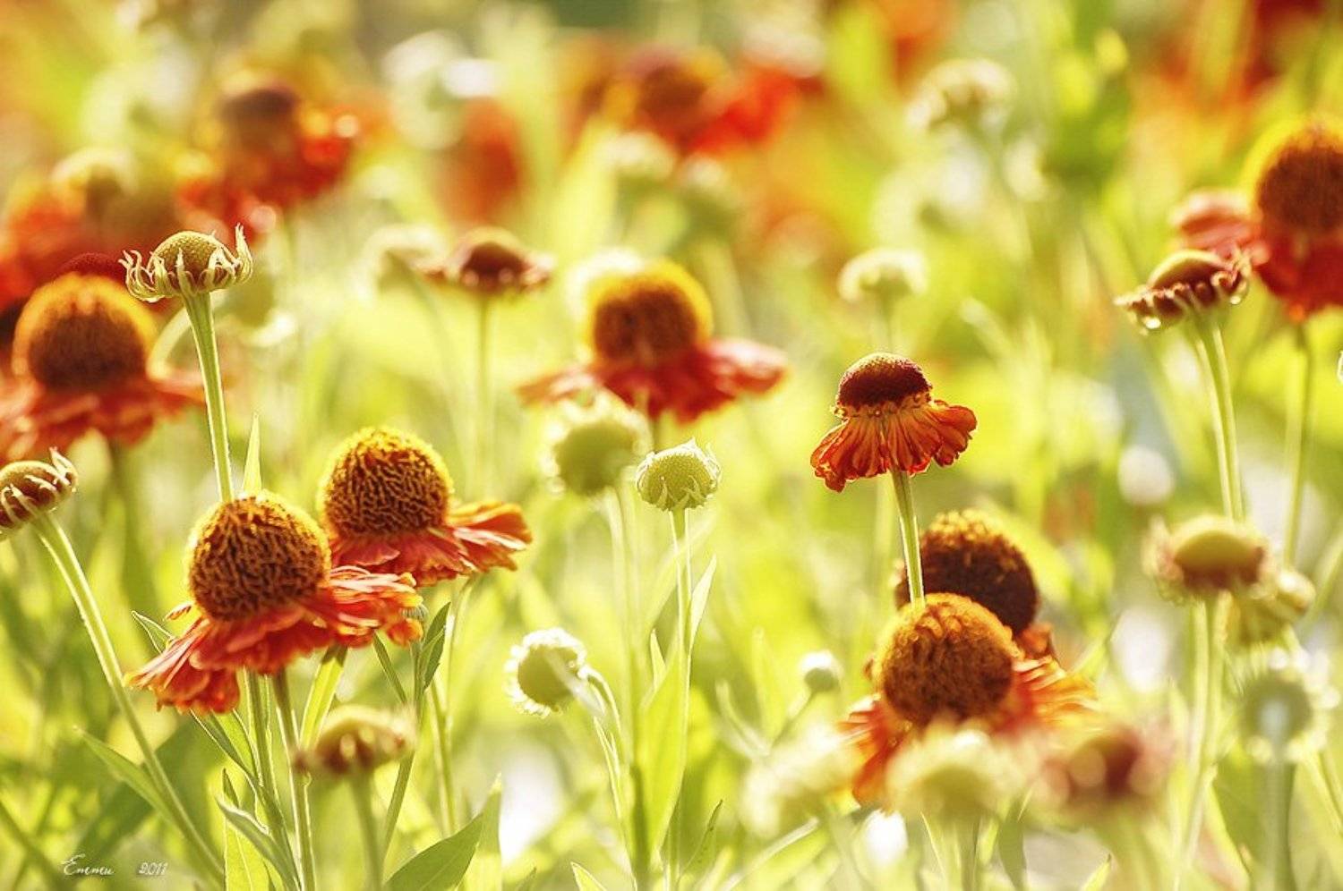 цветы, природа, зарисовка, етти