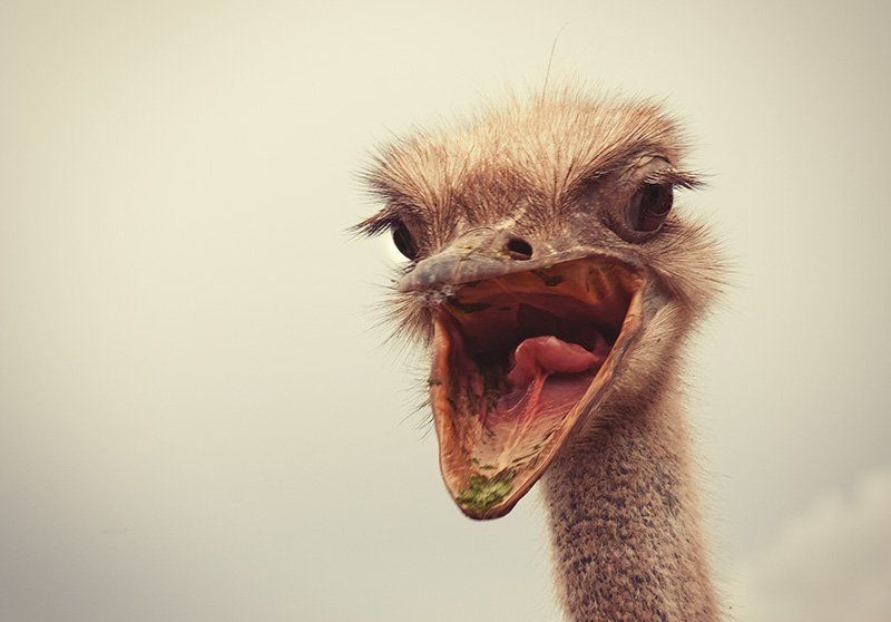 страус  фото превью