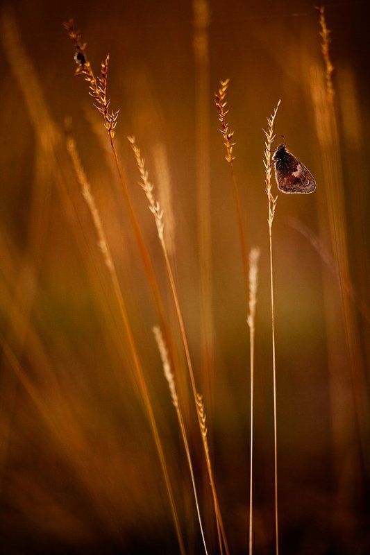 бабочка, вечер, трава photo preview