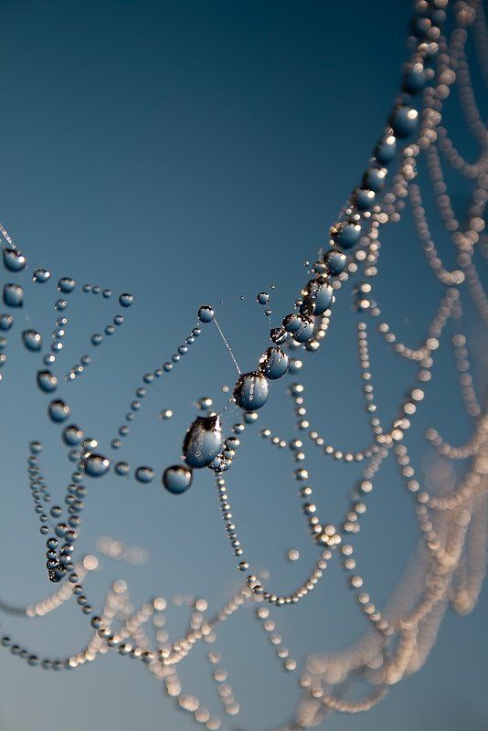 паутина, капли Тонкая работаphoto preview