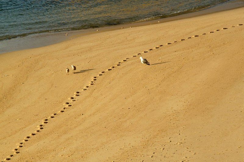 море, берег, португалия, чайки photo preview