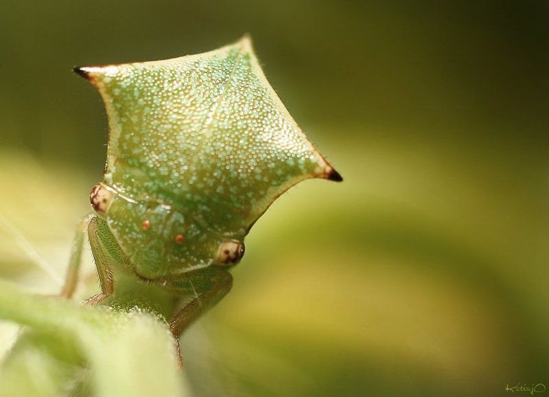 макро бодушка бизоньяphoto preview