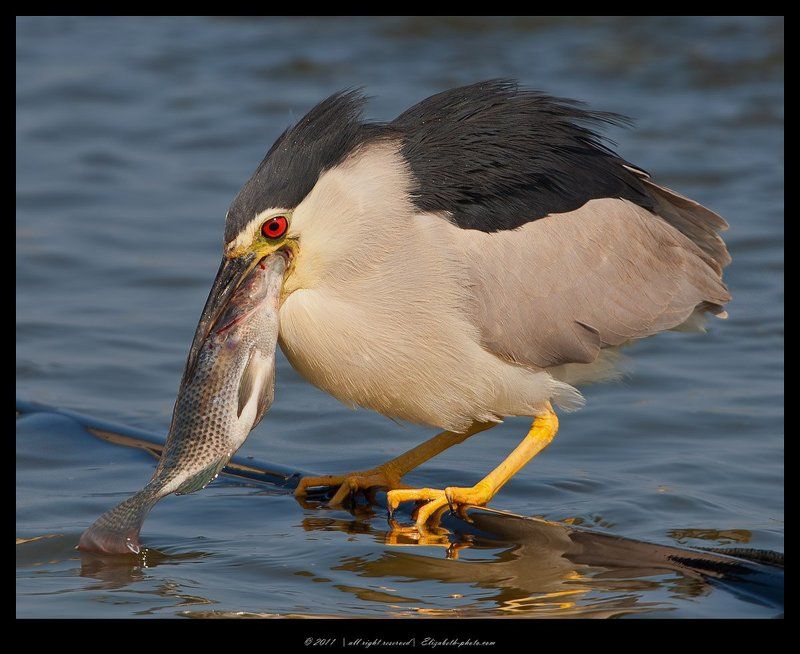 black, crowned, night, кваква, heron, израиль Кваква - Black - crowned Night Heronphoto preview