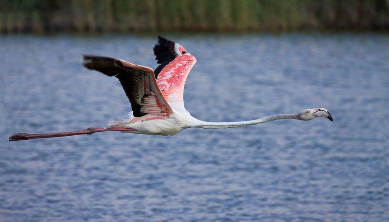 фламинго photo preview