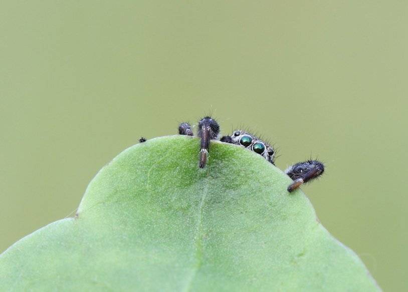 паучиха, Сергей Таланов