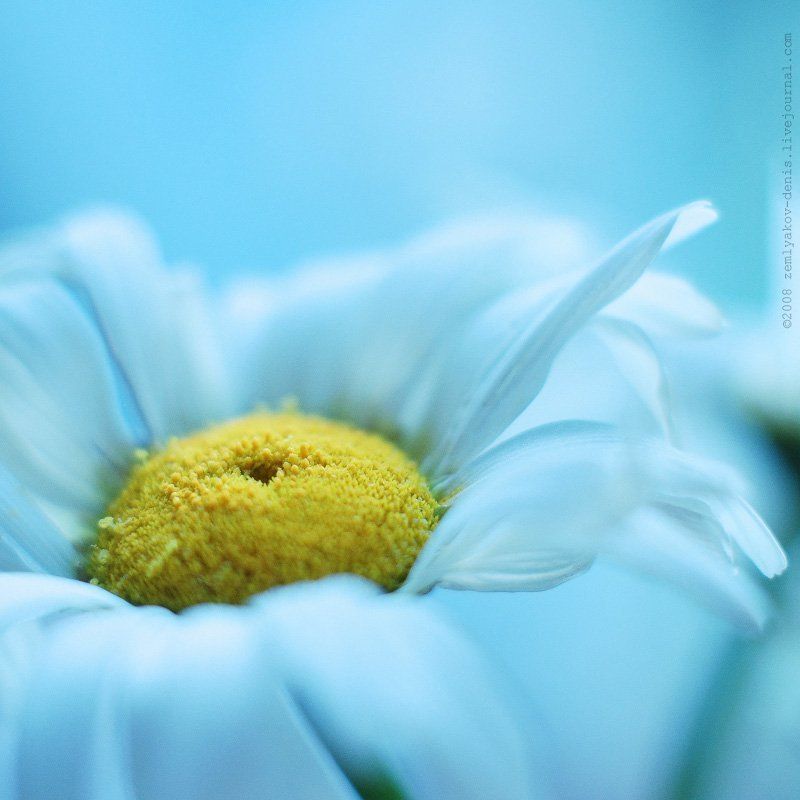 про ромашкуphoto preview