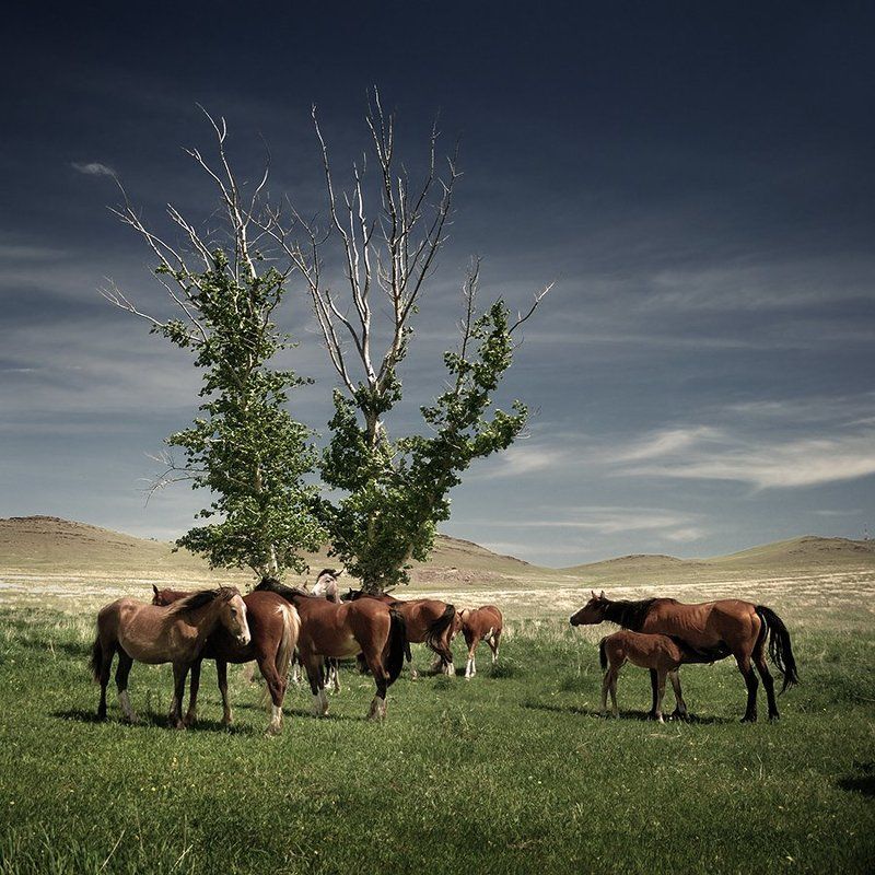 березы, большой, быстрый, голубой, горы, группа, дерево, желтый, живой, животные, зеленый, кони, красивые, лошади, мертвое, пасуться, пейзаж, природа, размер, синий, степь, сухое, табун, хакасия, холмы Табунphoto preview