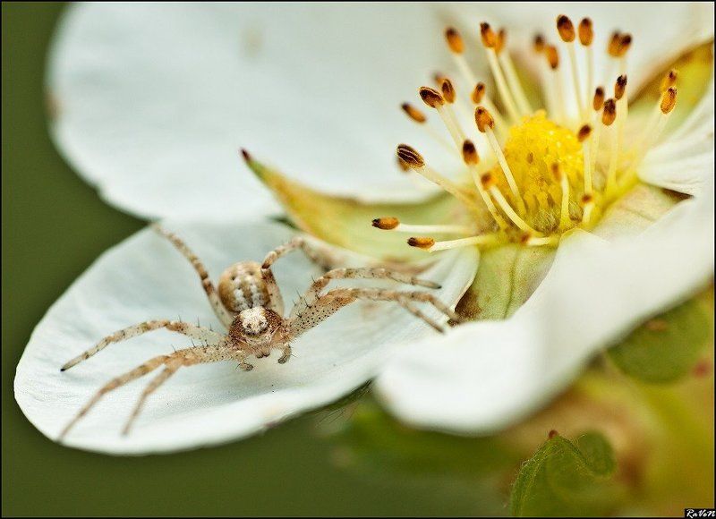 макро, природа, паук photo preview
