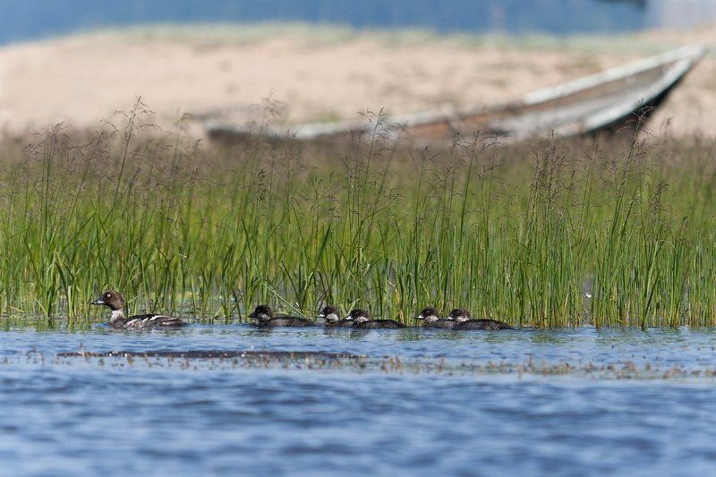 утята, утка, максимиха, байкал, бурятия photo preview