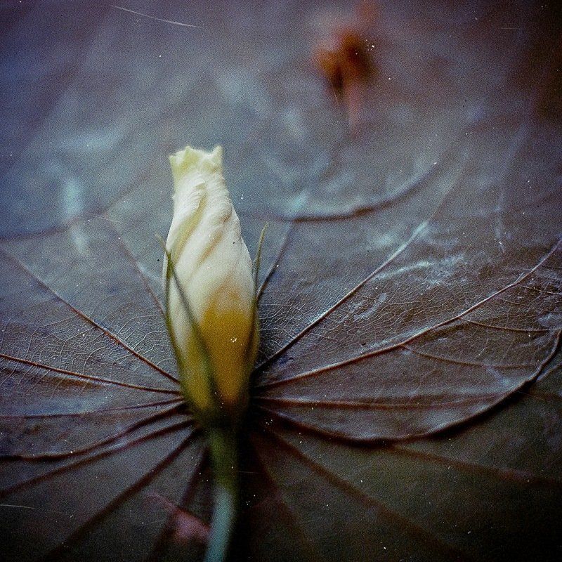 h, e, r, b, a, r, i, u, m photo preview