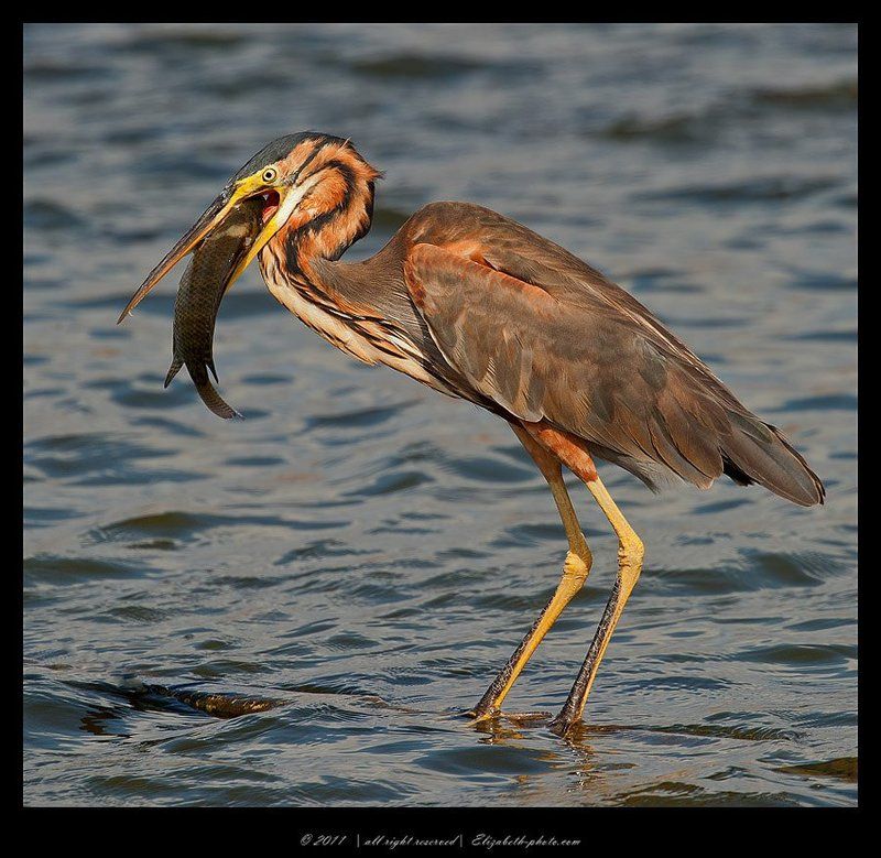 рыжая цапля, purple heron,  цапля, heron,  птицы израиля Рыжая цапля - Purple Heronphoto preview