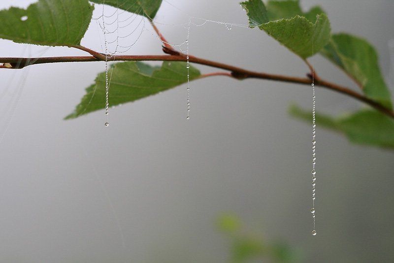 паутина, капли Тонкая работаphoto preview