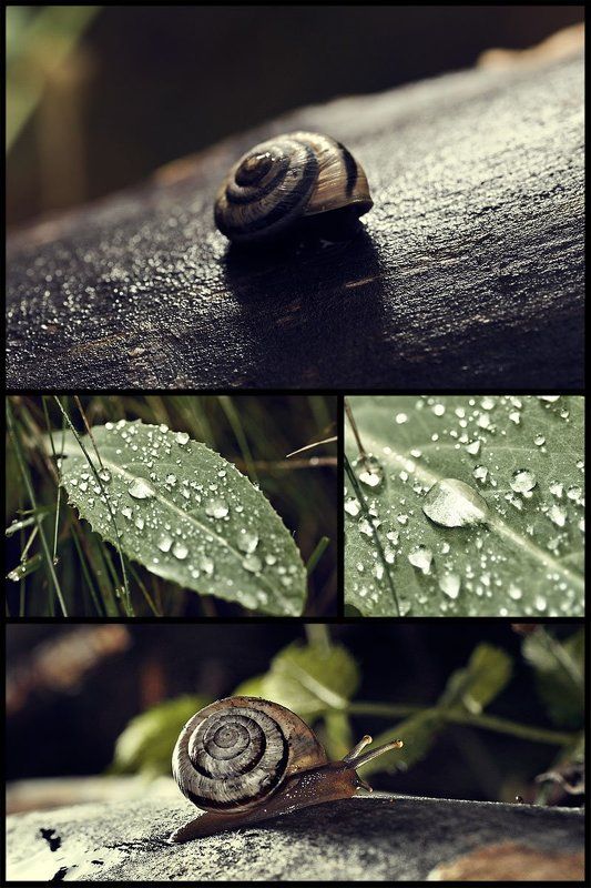 snail, macro, tokina photo preview
