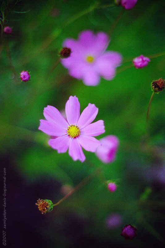 ...из детстваphoto preview