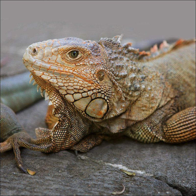iguana photo preview