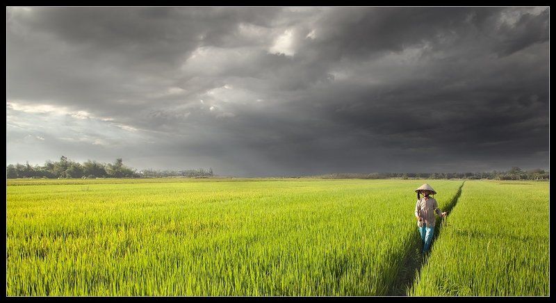 вьетнам, хой, ань, рис, поле, вьетнамка photo preview