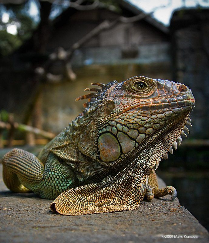 игуана photo preview