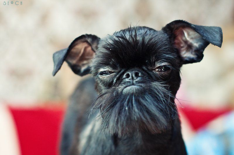 гриффон, собака photo preview