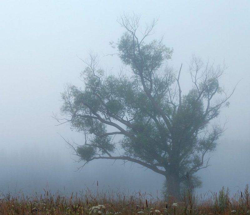 ива, туман Старая Иваphoto preview