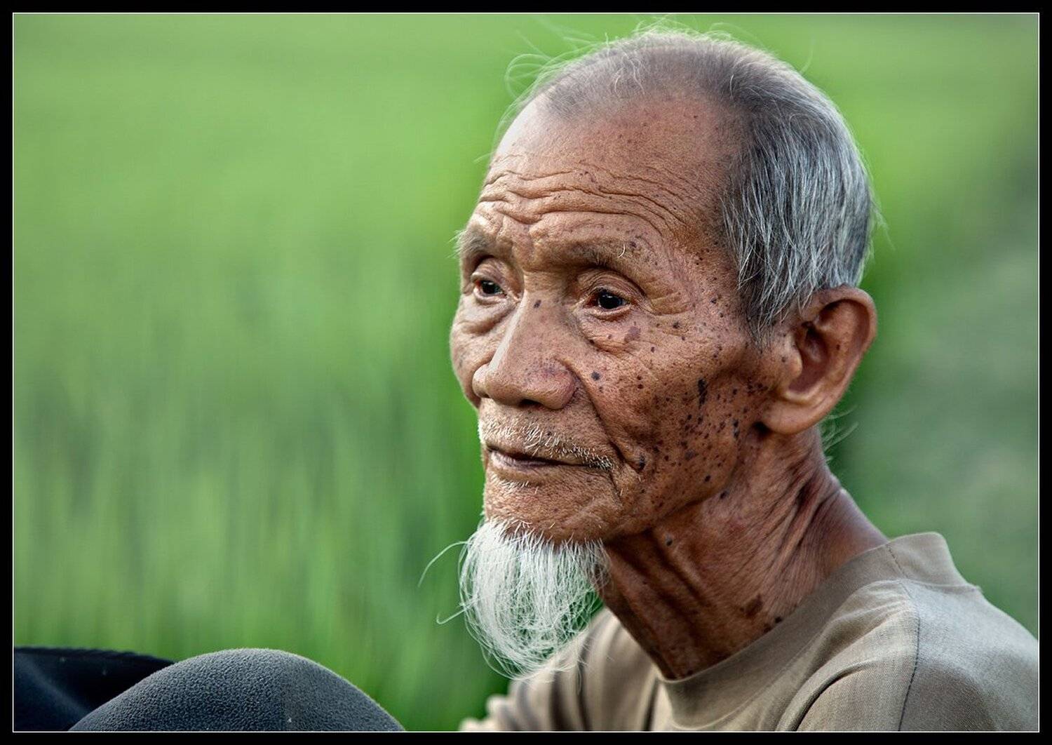 вьетнам, вьетнамец, старик, Виктория Роготнева