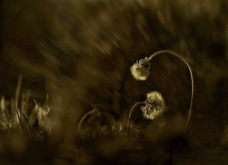 печаль, грусть, одуванчики, старость старость...photo preview