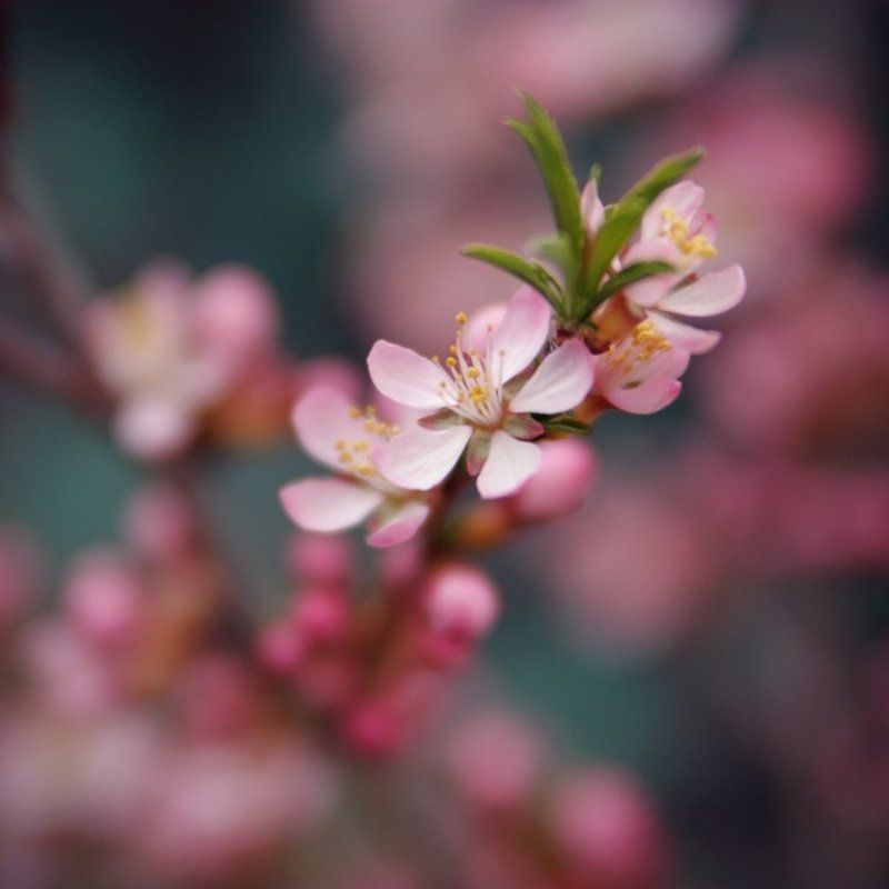 миндальphoto preview