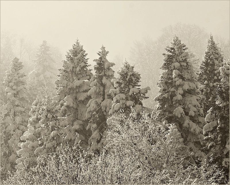 winter photo preview