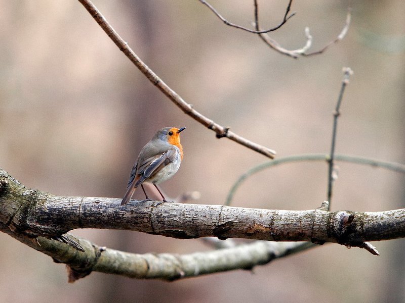 Голоса природыphoto preview