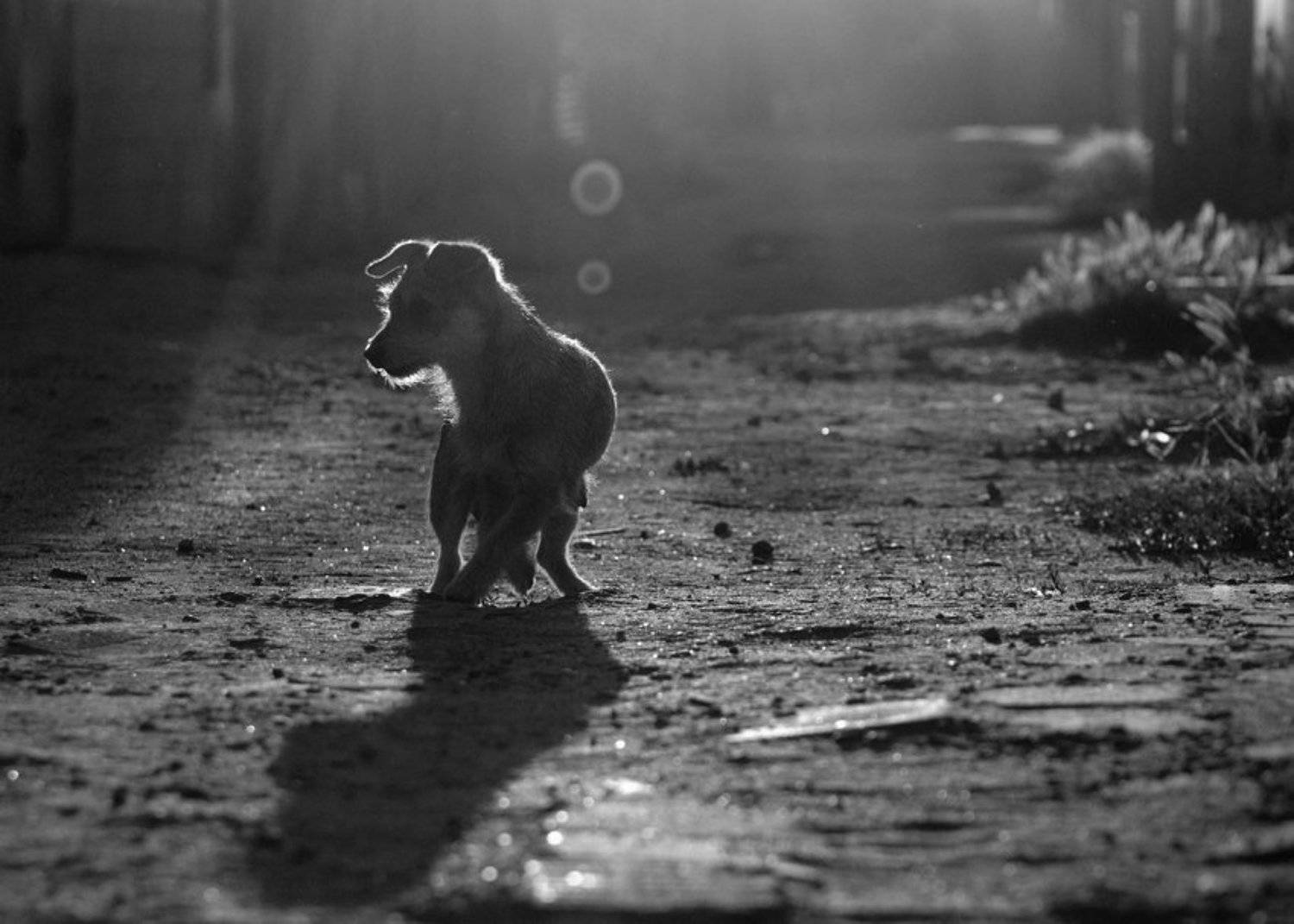 , Андрей Ру...