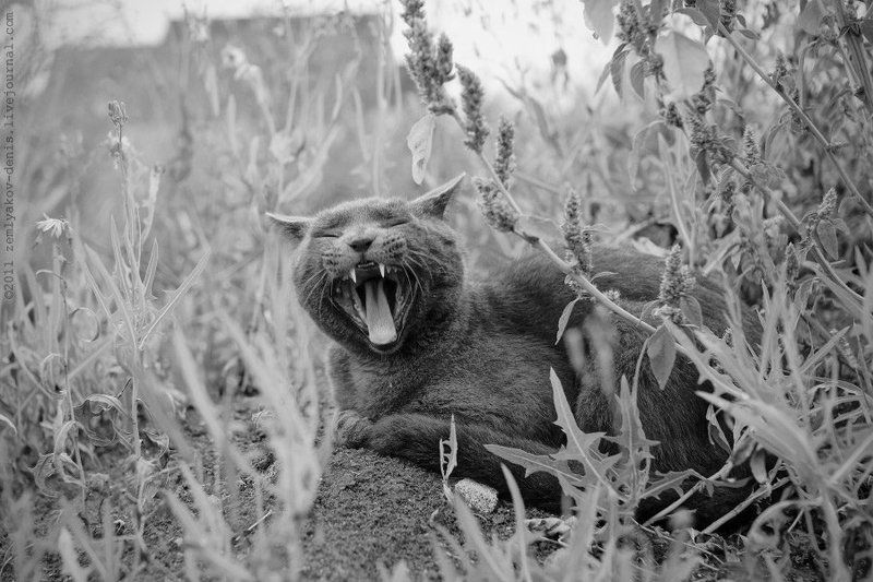 Дворовые джунглиphoto preview