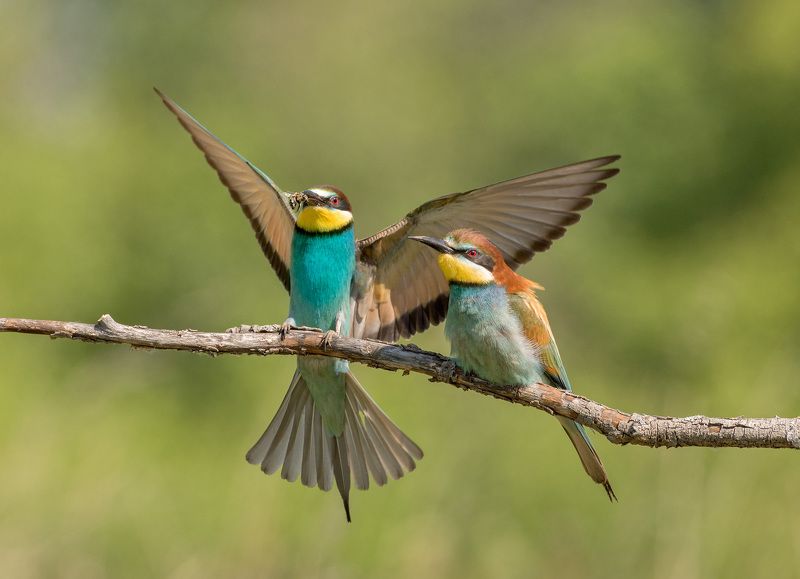 щурка золотистая щуркиphoto preview