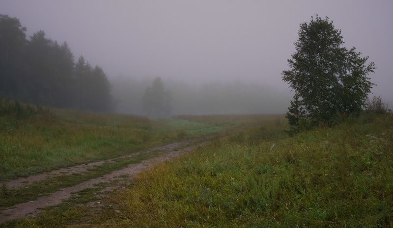 туман, лес Первые признаки осени фото превью