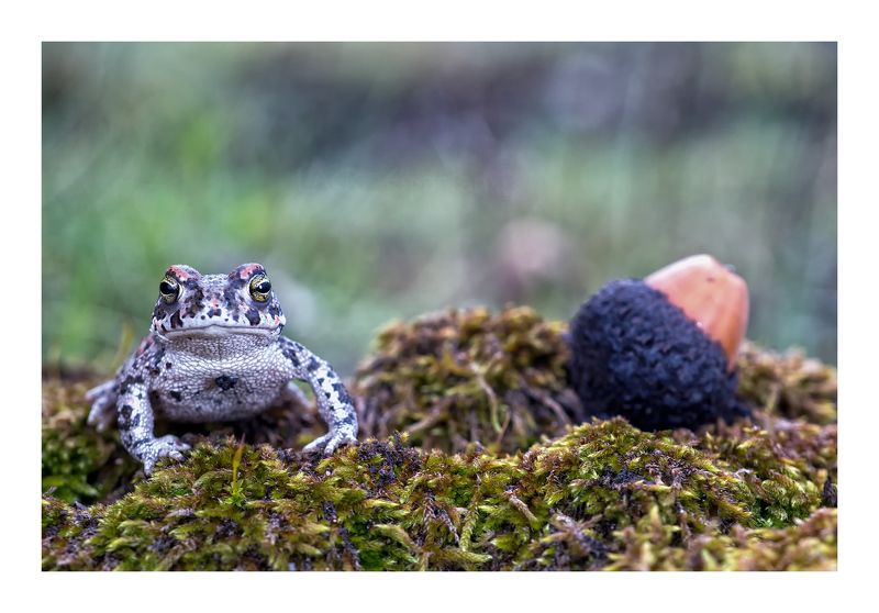 macro animals amphibian anuros fauna nature Sapo bellotaphoto preview