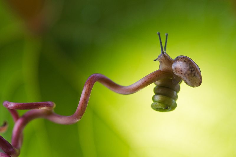 макро, улитки Мечтательницаphoto preview