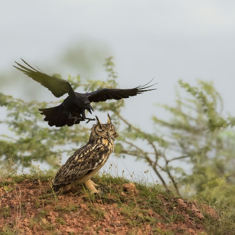 mindfulness,  A Saint!photo preview