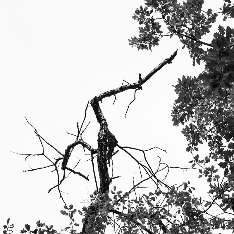 bnw, #black and white, nature, woods, natural forms,  Untitled photo preview