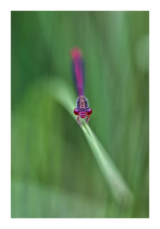 macro odonatos insects arthropod libelula  Red & greenphoto preview