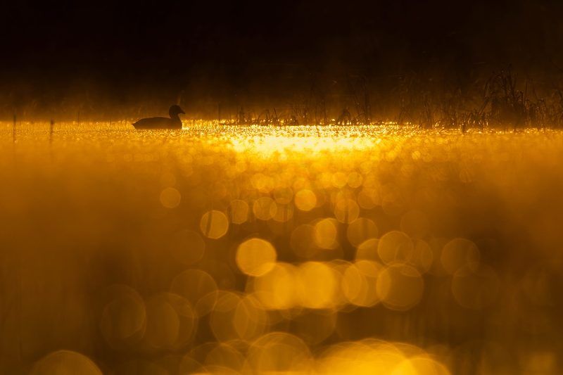 Bling Bling фото превью