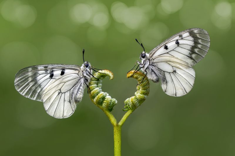 Face to facephoto preview