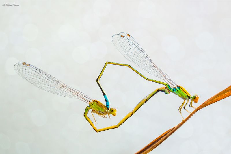 damselflies Matingphoto preview