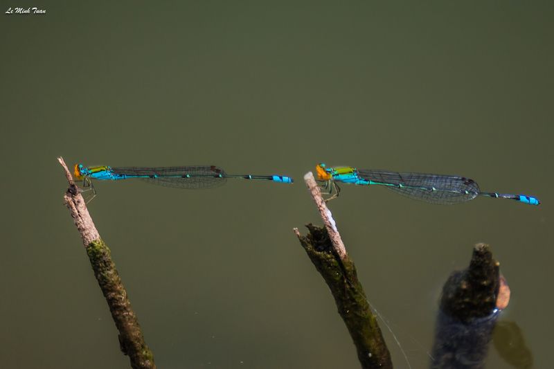 damselflies Same same but differentphoto preview