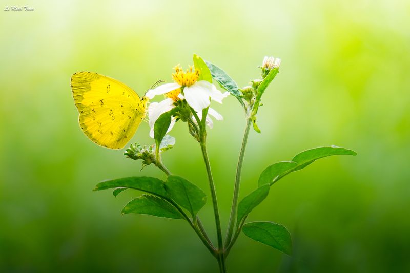 buttterfly Buttterflyphoto preview