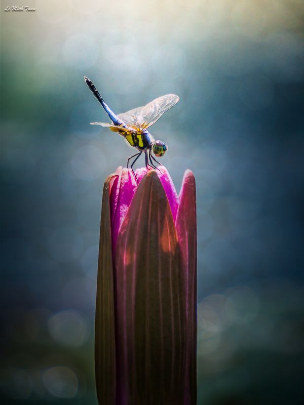 dragonfly Dragonflyphoto preview