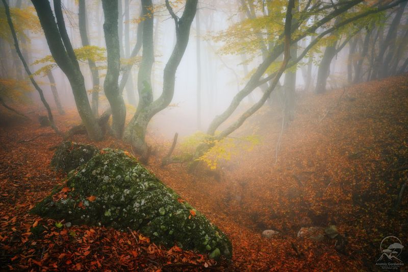 лес, туман, крым, осень,демерджи Любимое местоphoto preview