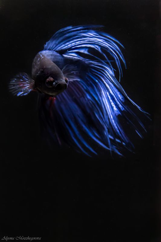 Сиамский петушокphoto preview