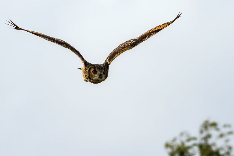 Indian Eagle Owl!photo preview