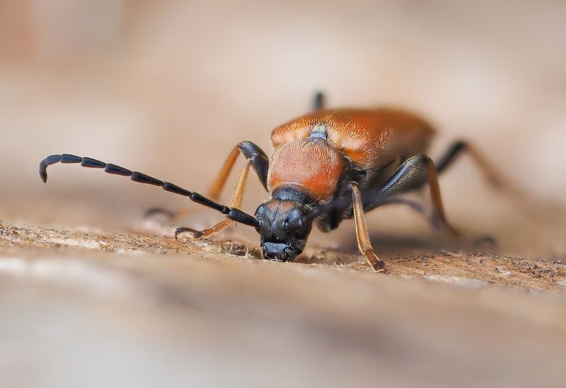 Древоточецphoto preview